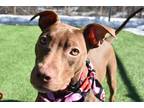 Adopt Thanos a Brown/Chocolate Mixed Breed (Small) / Mixed Breed (Medium) /