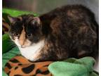 Adopt Zoey (Josie) a Gray or Blue Domestic Shorthair / Mixed Breed (Medium) /