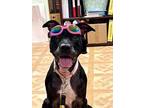 Adopt Sky a Black American Pit Bull Terrier / Mixed Breed (Medium) / Mixed
