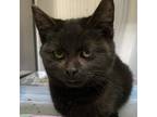 Adopt Hoskinity a All Black Domestic Shorthair / Mixed Breed (Medium) / Mixed