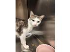Adopt Ruby a Gray or Blue Domestic Shorthair / Mixed Breed (Medium) / Mixed