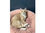 Adopt Bonnie 2 a Gray or Blue (Mostly) Domestic Shorthair / Mixed Breed (Medium)