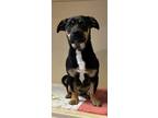 Adopt Dustie a Black Mixed Breed (Small) / Mixed Breed (Medium) / Mixed (short