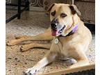 Adopt Juno a Tan/Yellow/Fawn Labrador Retriever / Mixed Breed (Medium) / Mixed