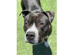 Adopt Chip a Black American Pit Bull Terrier / Mixed Breed (Medium) / Mixed