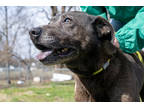 Adopt Maddie a Black Labrador Retriever / Mixed Breed (Medium) / Mixed (short