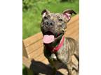 Adopt Sugar Plum a Brown/Chocolate American Staffordshire Terrier / Mixed Breed