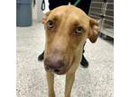 Adopt SERGEANT-SNUGGLEBUG a Brown/Chocolate Golden Retriever / Mixed Breed