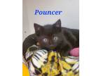 Adopt Pouncer a All Black Domestic Shorthair / Mixed Breed (Medium) / Mixed