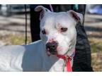 Adopt Porsche a White Boxer / Terrier (Unknown Type, Medium) / Mixed (short