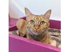 Adopt Tonya a Orange or Red Domestic Shorthair / Mixed Breed (Medium) / Mixed