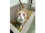Adopt Butterscotch a Gray or Blue (Mostly) Domestic Shorthair / Mixed Breed