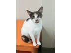 Adopt Eden a White Domestic Mediumhair / Mixed Breed (Medium) / Mixed (short