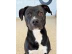 Adopt Brodie a Black Labrador Retriever / Terrier (Unknown Type