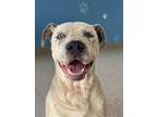 Adopt Marshall a White American Pit Bull Terrier / Pointer / Mixed (short coat)