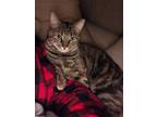 Adopt Penny a Brown Tabby Domestic Shorthair / Mixed Breed (Medium) / Mixed