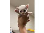 Adopt Phobos TCR23/24 3/25/24 a White Domestic Shorthair / Mixed Breed (Medium)