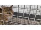 Adopt Mookie a Brown Tabby Domestic Shorthair / Mixed Breed (Medium) / Mixed