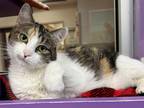 Adopt Queen a White Domestic Shorthair / Mixed Breed (Medium) / Mixed (short