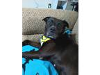 Adopt Coco Chanel a Black Labrador Retriever / Mixed Breed (Medium) / Mixed