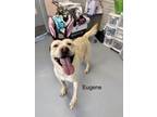 Adopt Eugene a Tan/Yellow/Fawn Mixed Breed (Small) / Mixed Breed (Medium) /