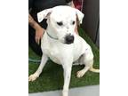 Adopt Binx a White Mixed Breed (Small) / Mixed Breed (Medium) / Mixed (short