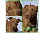 Adopt Sydney a Brindle Mixed Breed (Medium) / Mixed Breed (Medium) / Mixed