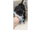 Adopt Oscar a Black Mixed Breed (Small) / Mixed Breed (Medium) / Mixed (short