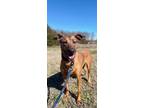 Adopt Rosie a Brindle Mixed Breed (Small) / Mixed Breed (Medium) / Mixed (short