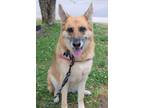 Adopt Dolly a Tan/Yellow/Fawn German Shepherd Dog / Mixed Breed (Medium) / Mixed