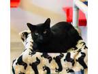 Adopt Klondike-FIV+ a All Black Domestic Shorthair / Mixed Breed (Medium) /