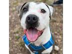 Adopt Buzz a Black American Pit Bull Terrier / Mixed Breed (Medium) / Mixed
