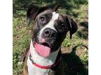 Adopt Darla a Brindle Boxer / Mixed Breed (Medium) / Mixed (short coat) dog in