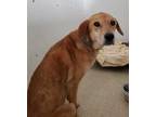 Adopt Ginger a Brown/Chocolate Rhodesian Ridgeback / Black Mouth Cur / Mixed