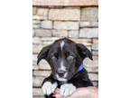 Adopt Edward a Black Border Collie / Shepherd (Unknown Type) / Mixed (short