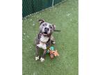 Adopt Koopa Kid a Merle American Pit Bull Terrier / Mixed Breed (Medium) / Mixed