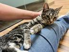 Adopt Ruby a Brown Tabby Domestic Shorthair / Mixed Breed (Medium) / Mixed