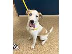 Adopt Nani a White Great Pyrenees / Mixed Breed (Medium) / Mixed (short coat)