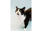Adopt Oreo a All Black Domestic Shorthair / Mixed Breed (Medium) / Mixed (short