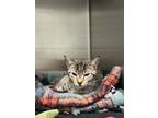Adopt Cici a Gray or Blue Javanese / Mixed Breed (Medium) / Mixed (short coat)