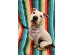 Adopt Kaylee a White American Pit Bull Terrier / Mixed Breed (Medium) / Mixed