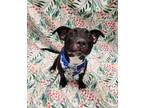Adopt Boba a Black American Pit Bull Terrier / Mixed Breed (Medium) / Mixed