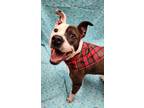 Adopt Spy a White American Staffordshire Terrier / Mixed Breed (Medium) / Mixed