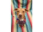 Adopt Peanut a Tan/Yellow/Fawn American Staffordshire Terrier / Mixed Breed