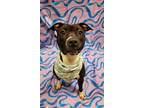 Adopt Marlowe a Black American Pit Bull Terrier / Mixed Breed (Medium) / Mixed