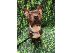 Adopt Tish a Brown/Chocolate American Pit Bull Terrier / Mixed Breed (Medium) /