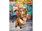 Adopt Cocoa a Brown/Chocolate American Pit Bull Terrier / Mixed Breed (Medium) /