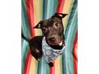 Adopt Milan a Black American Pit Bull Terrier / Mixed Breed (Medium) / Mixed