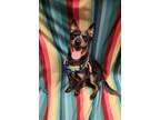 Adopt Kip a Black Australian Cattle Dog / Mixed Breed (Medium) / Mixed (short