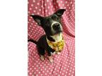Adopt Winona a Black Labrador Retriever / American Pit Bull Terrier / Mixed